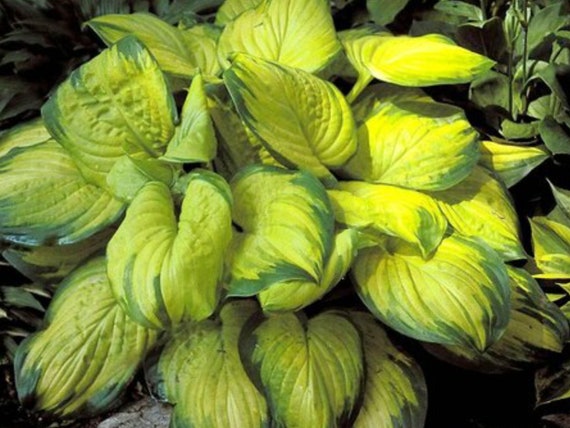 Hosta stained Glass Sun Tolerant / Fragrant | Etsy