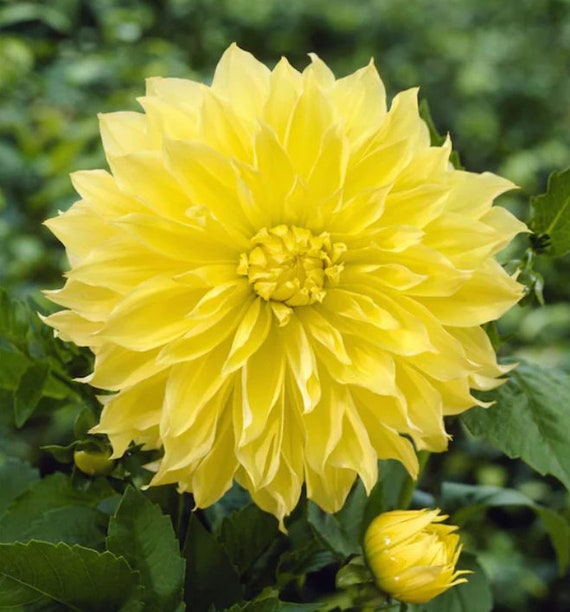 Kelvin Floodlight Dinnerplate Dahlia Tuber All Natural