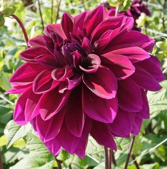 Dahlia Thomas Edison Dinnerplate Deep Purple 1 Bare Root