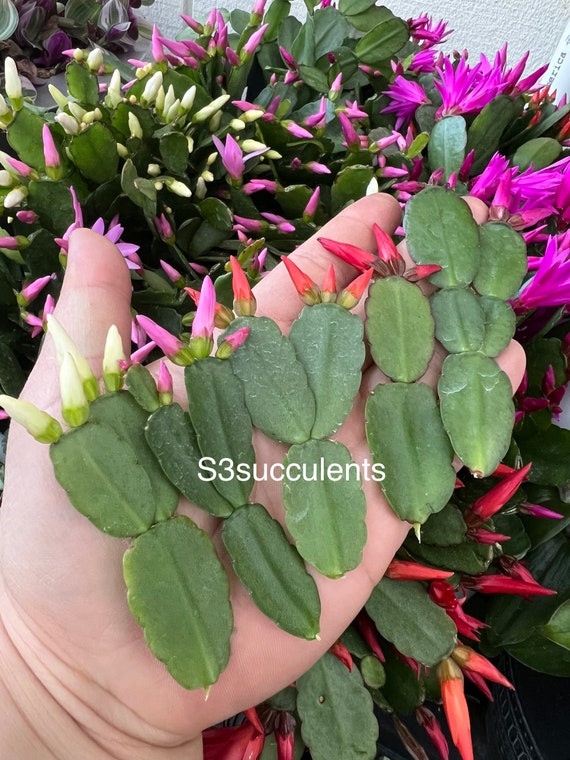 Easter Cactus Cuttings | Etsy