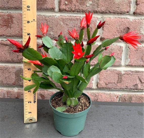 Easter Cactus Plant rhipsalidopsis Gaertneri 'spring | Etsy