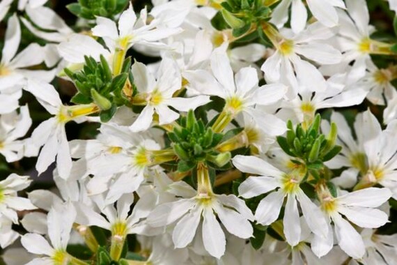 Scaevola Scampi White X4 or X1 Live Plant Plugs Grow Your Own