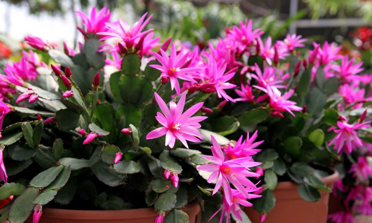Rhipsalidopsis gaertneri in a pot in flower.