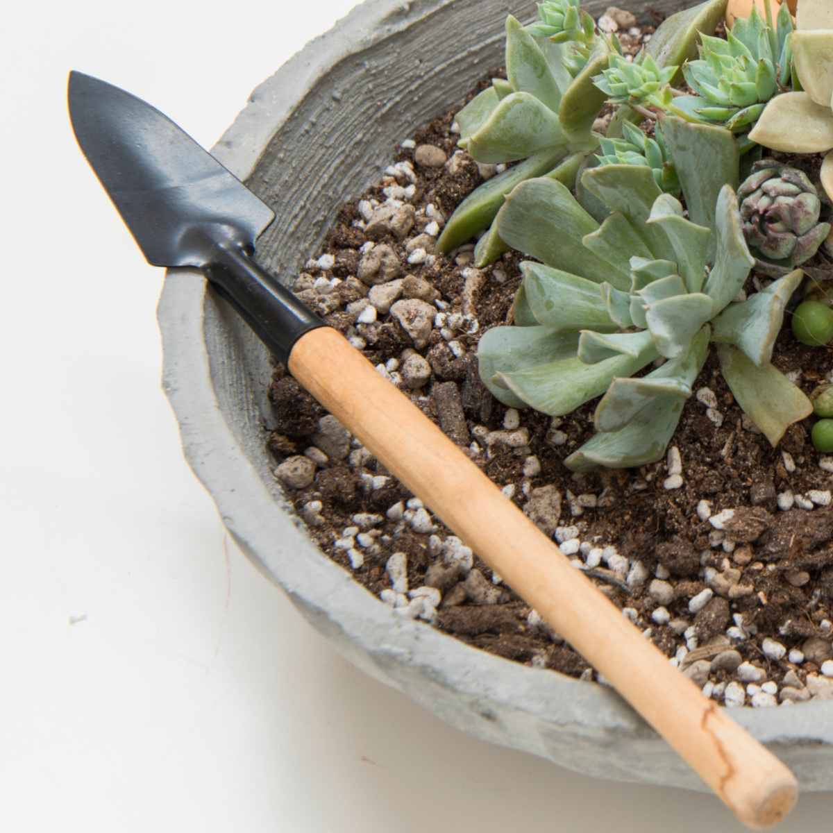 Echeveria in pot with small spade.