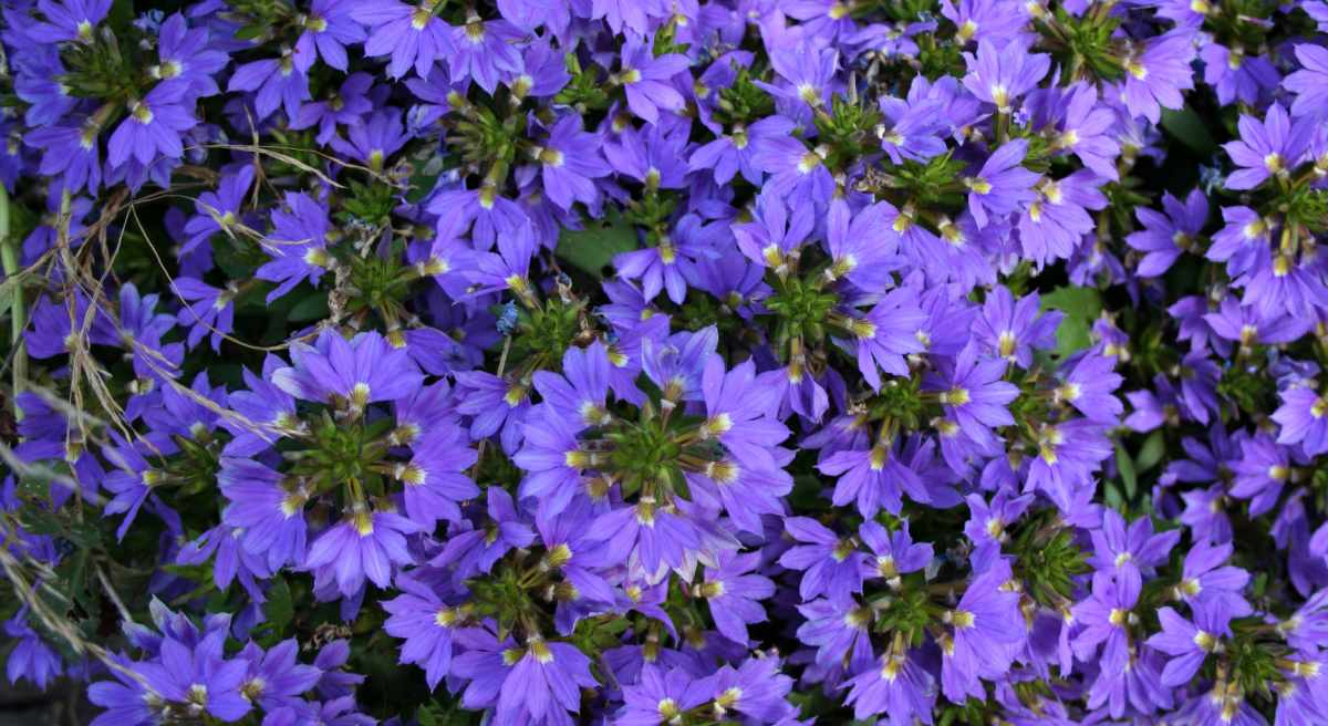Blue half flowers of scaevola aemula plant.