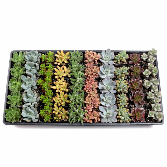 Soft Succulent Tray - 2in Containers - 10 Varieties (50)