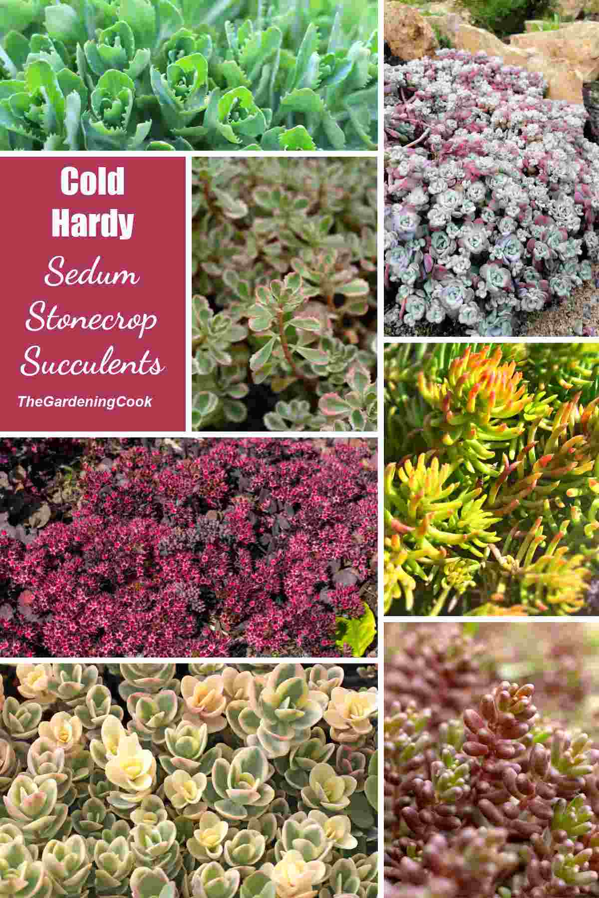 Pictures of succulent ground covers with words cold hardy sedum stonecrop succulents 