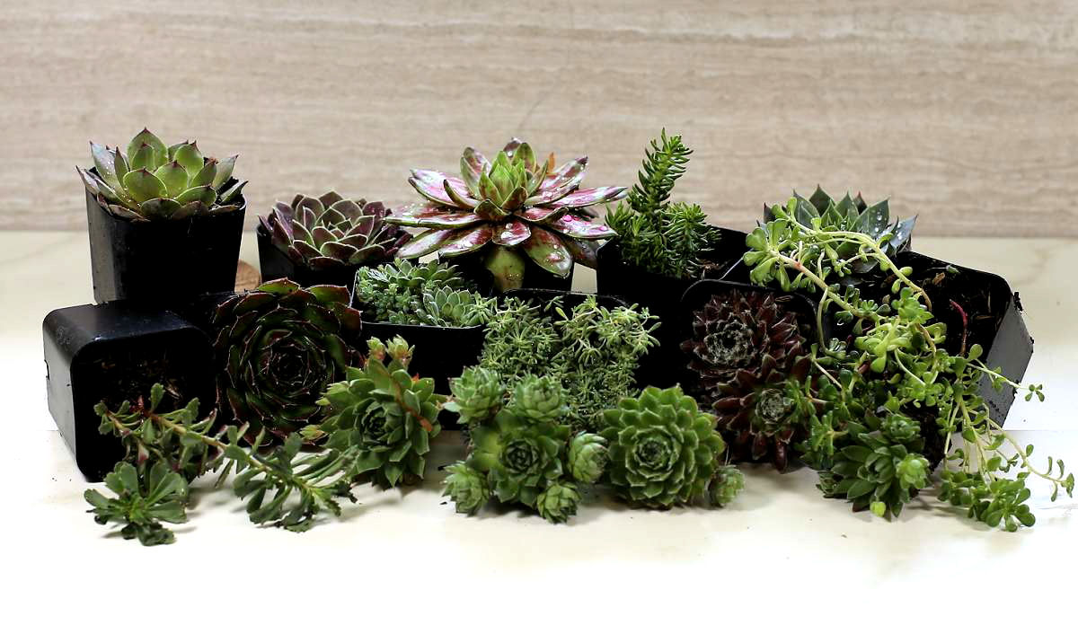 Variety of winter hardy succulent plants.