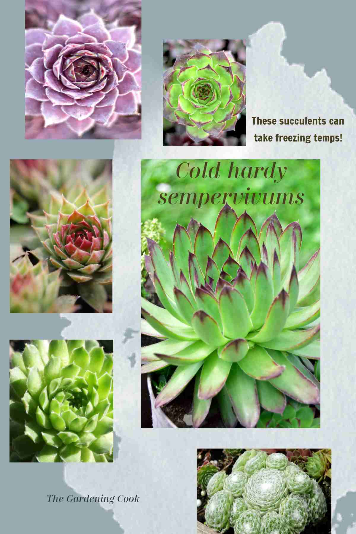 Pictures of succulents with words Cold Hardy Sempervivums.