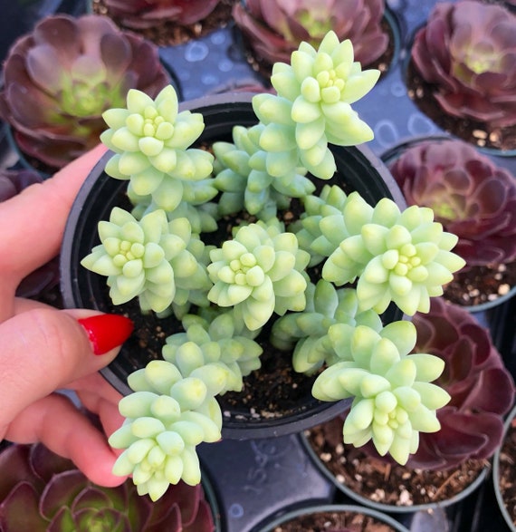 4 Sedum Burrito / Donkey Tail Trailing Succulent Plant | Etsy