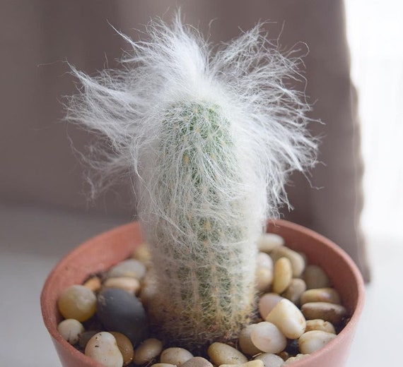 Oreocereus Trollii Cephalocereus Senilis Old Man Cactus