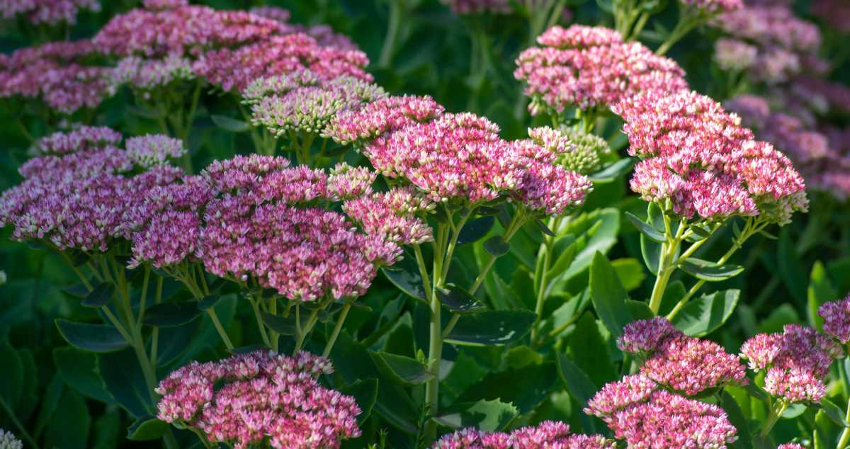 Pink flowers of sedum autumn joy.