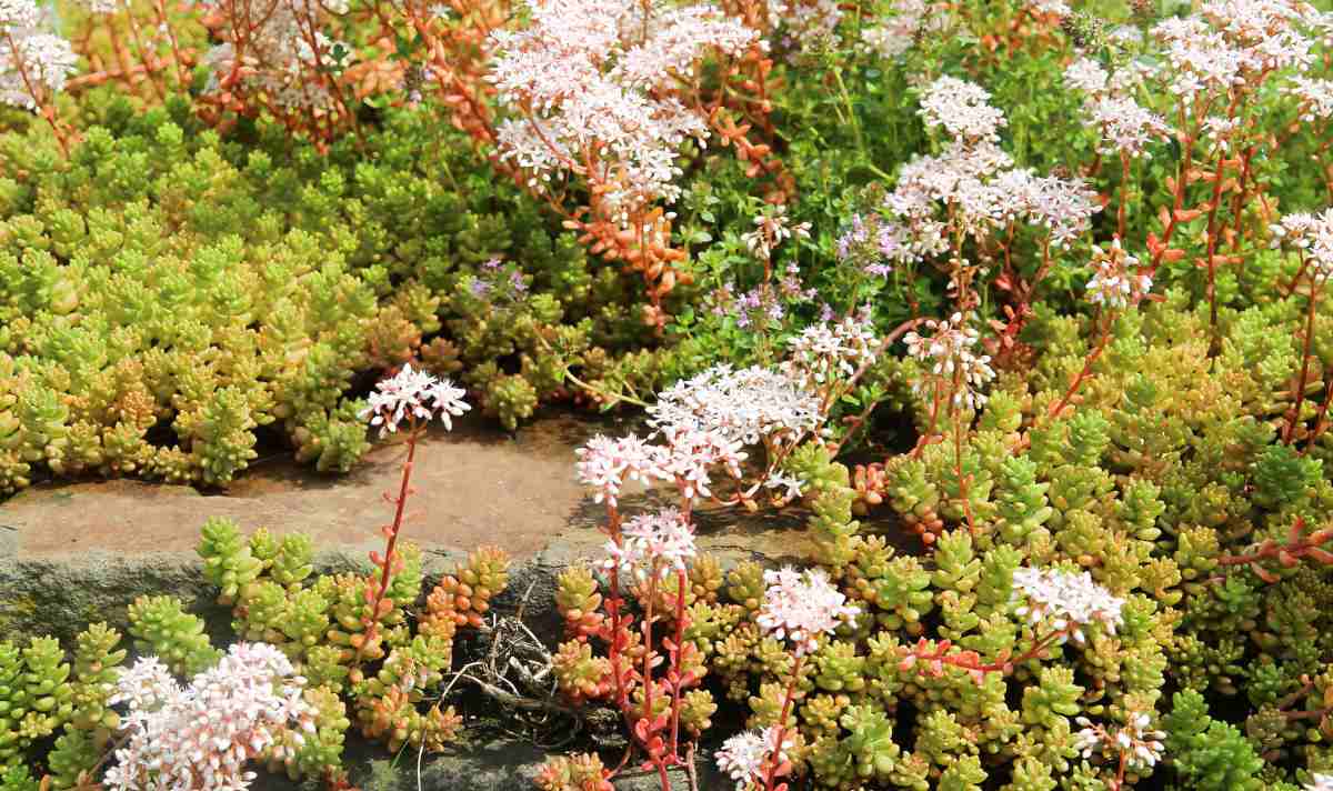 Sedum stonecrop succulents in flower.