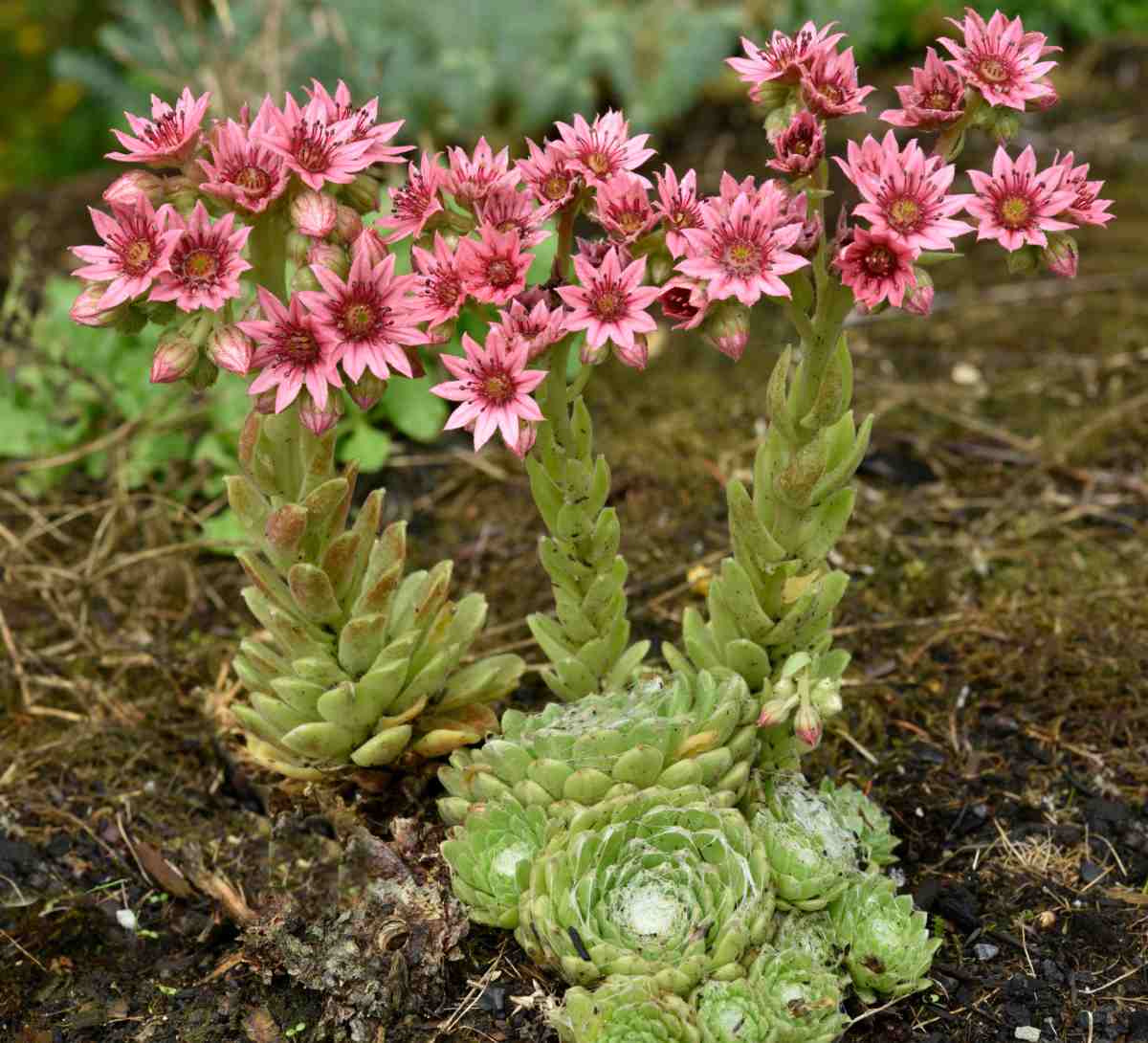 Flowers of sempervivum succulent.