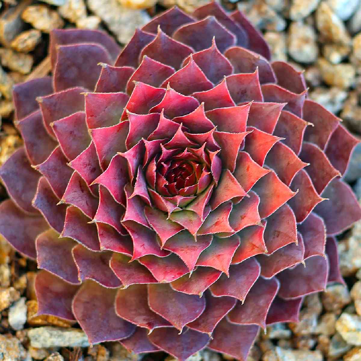Sempervivum gold nugget