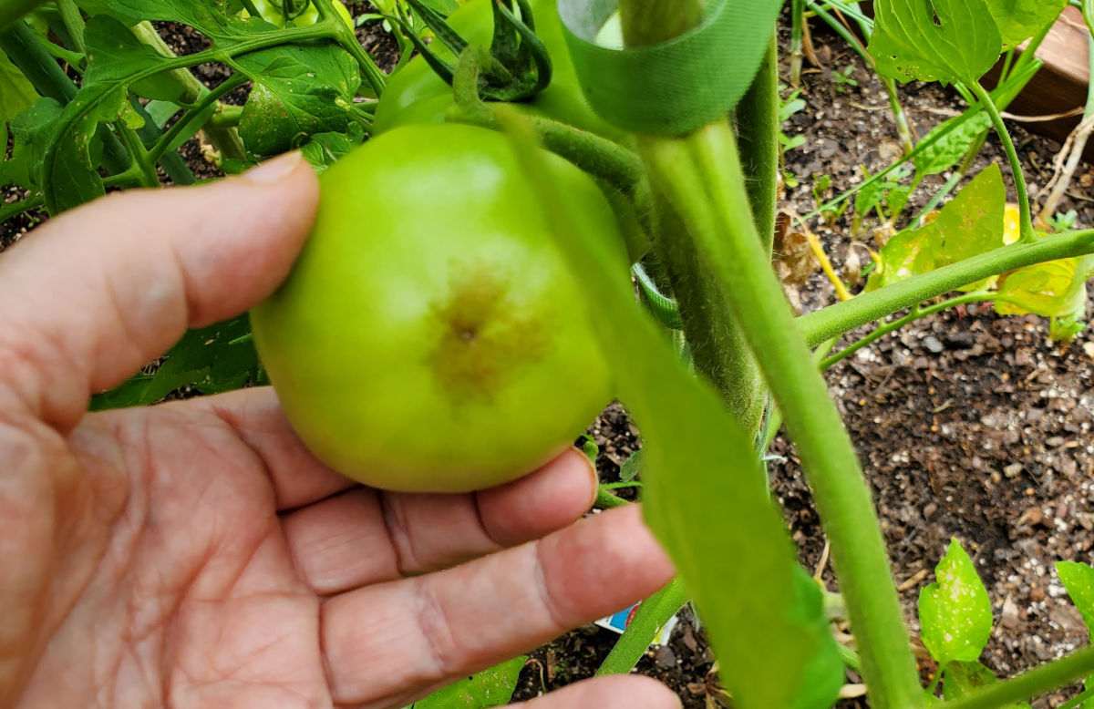 Bruise on the end of a green tomato.
