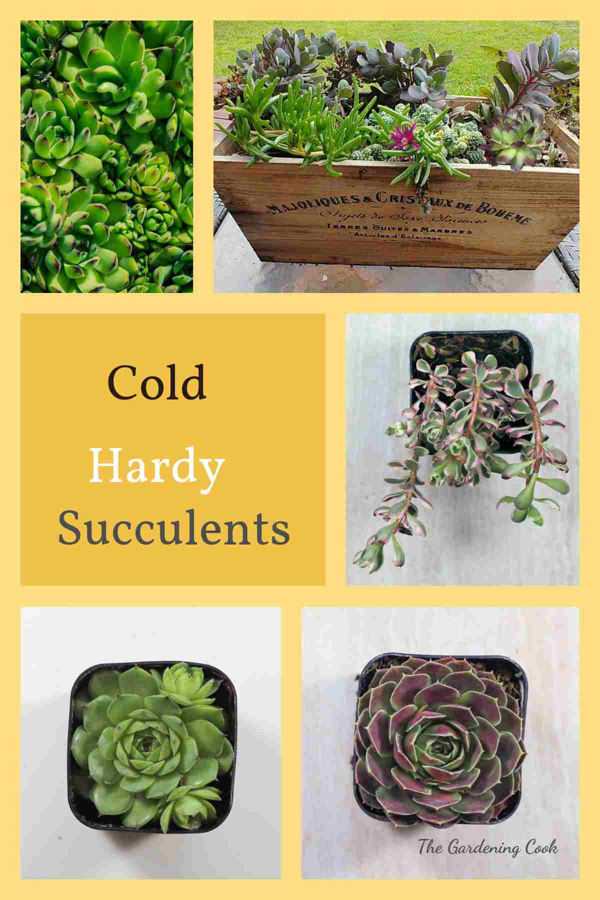 Succulent planter, sempervivum, sedum stonecrop and words Cold Hardy Succulents.