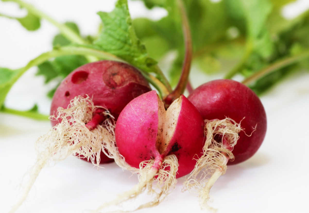 Cracked radishes.