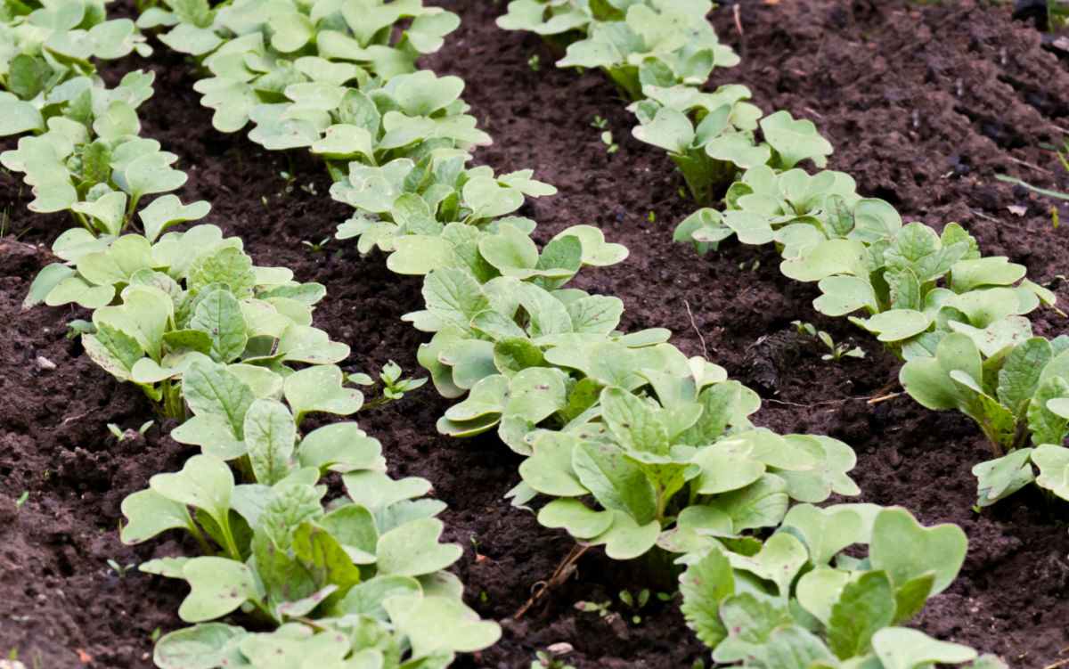 Crop of densely planted radishes.