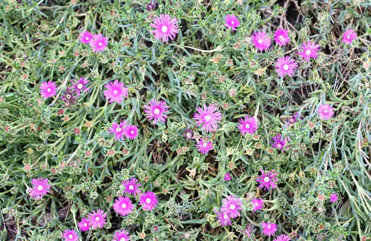 Cold hardy Ice plant with pink flowers.