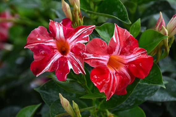 STARS & STRIPES Well-rooted MANDEVILLA Starter Plants Bold