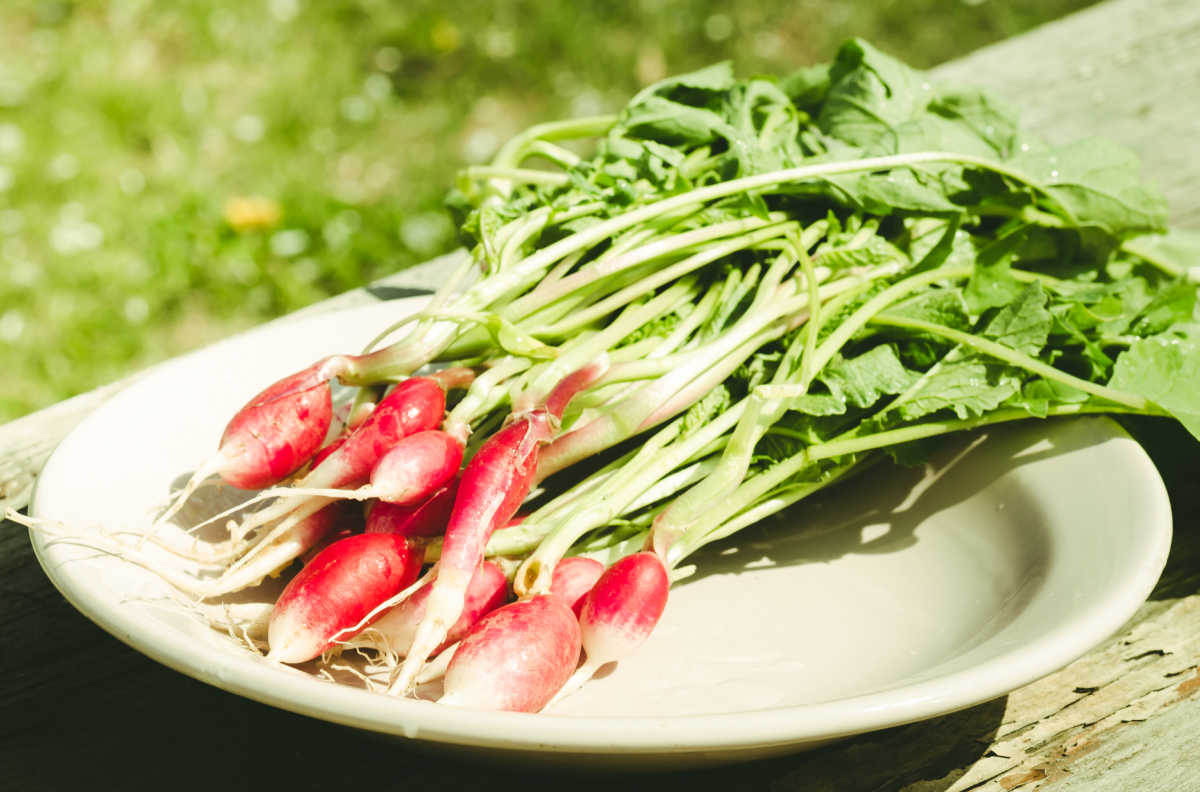Radishes in the sun on a white plate.