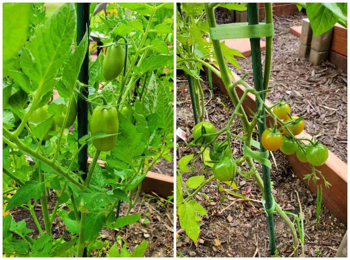 Collage with photos of Roma and cherry tomatoes.