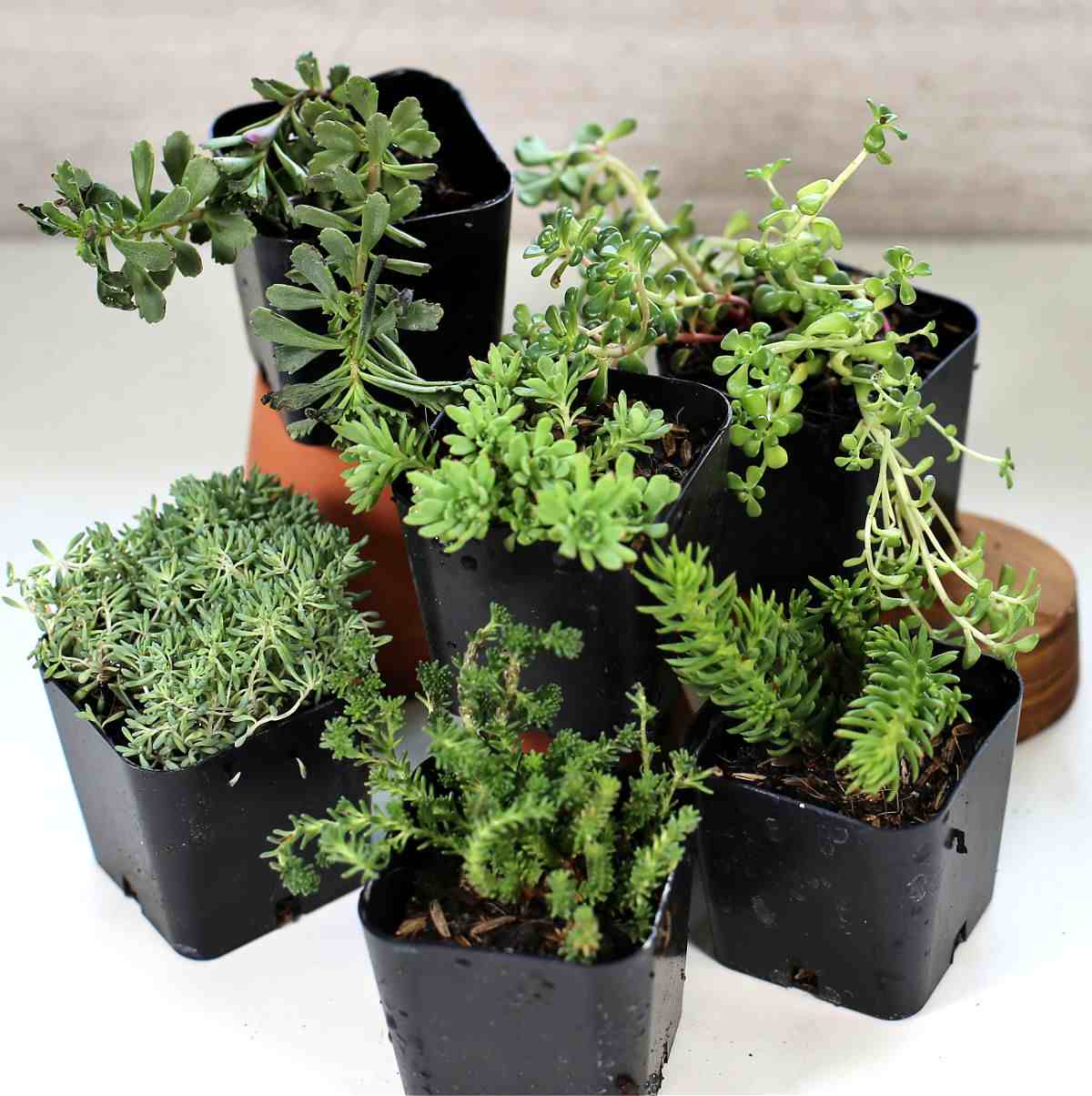 Variety of sedum stonecrop succulents