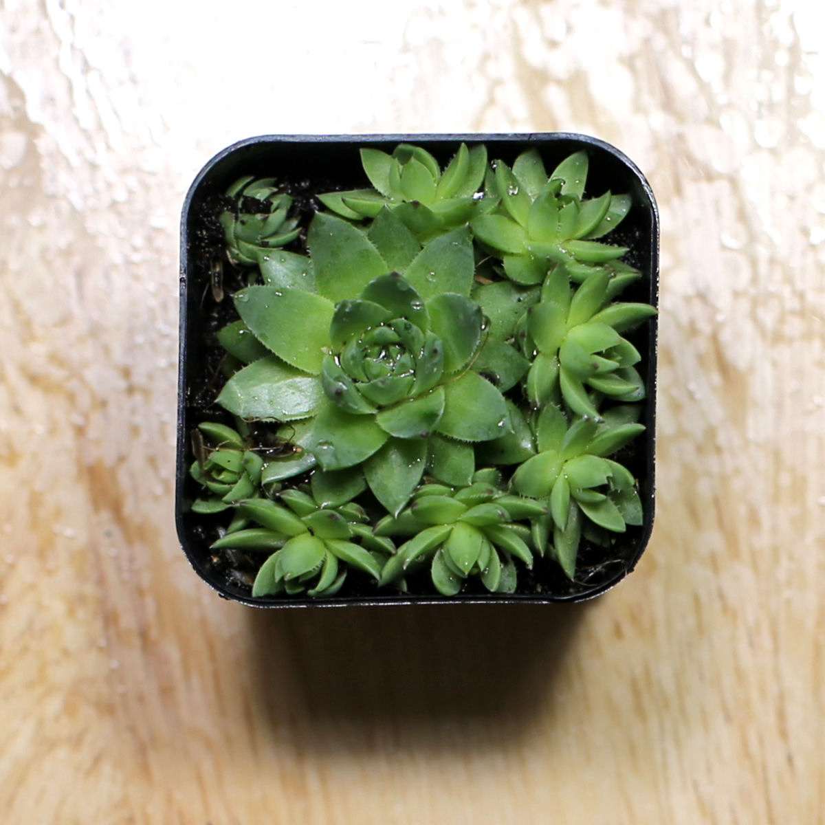 Sempervivum hedgehog in a black pot.