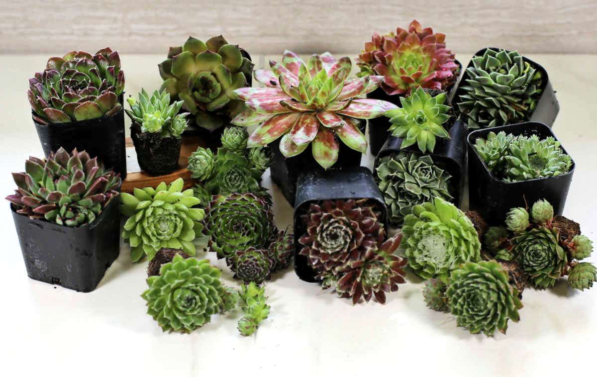 Variety of sempervivum succulents.