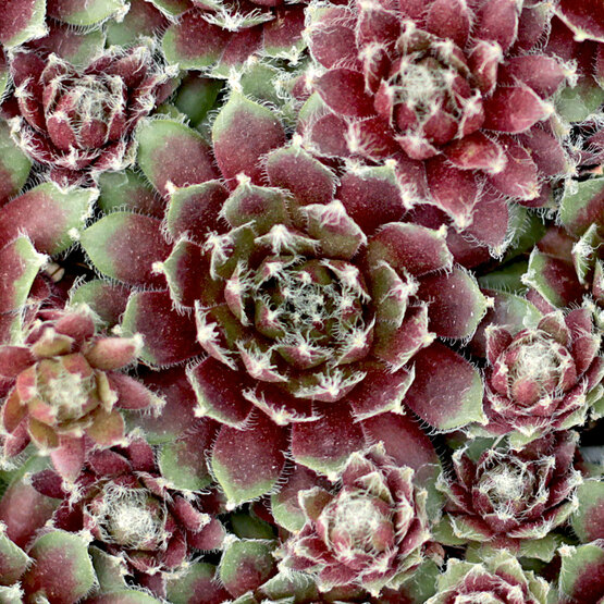 Sempervivum 'Jade Rose'