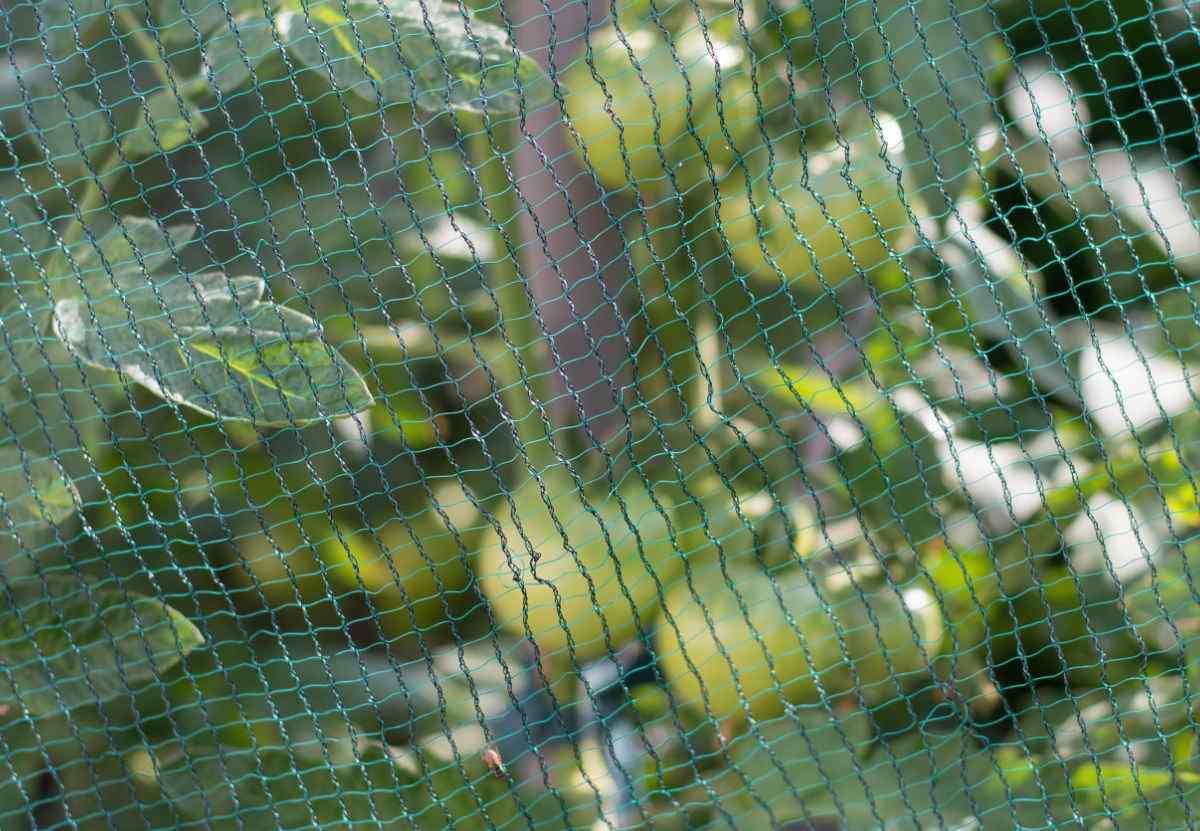 Protective net over tomato plants to prevent sunscald.