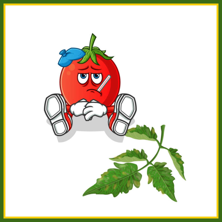 Sick tomato and yellow leaf with a yellow and green border,