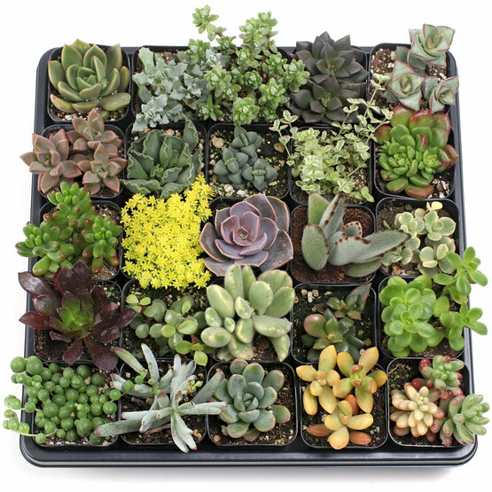 Soft Succulent Tray - 2in Containers - 25 Varieties (25)