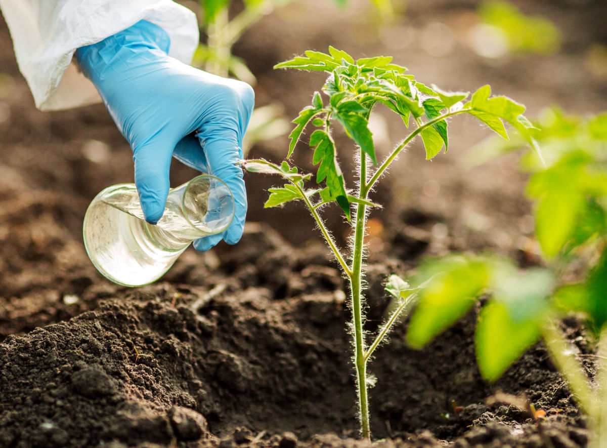 Blue gloved hand testing soil near a tomato plant.