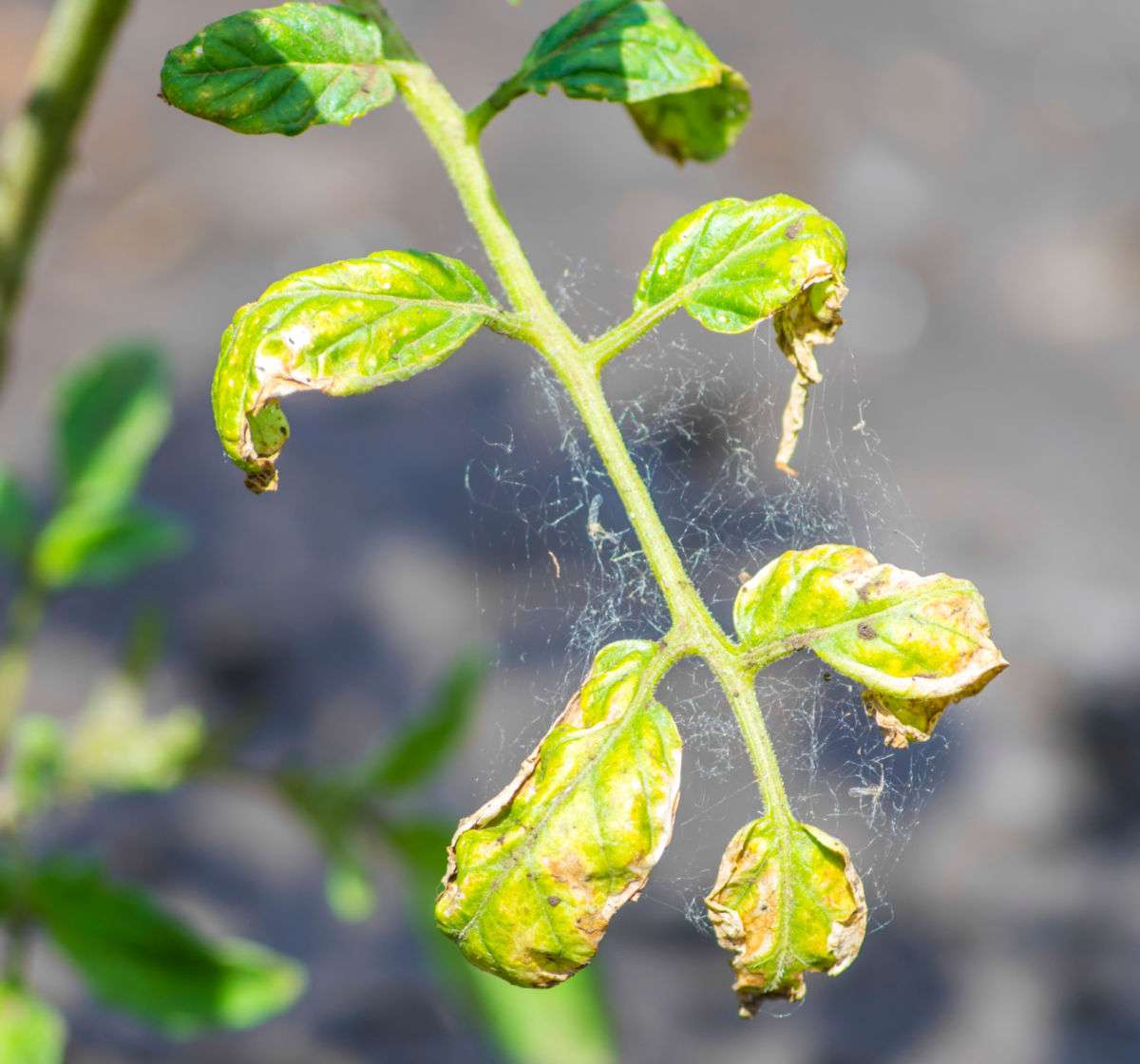 Yellow leaves on tomato plants caused by spider mites.