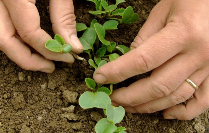 Woman thinning radish seedlings.