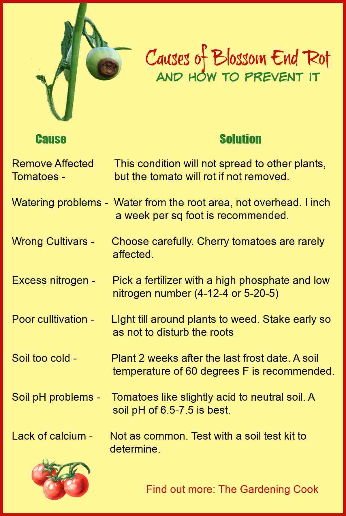 Rot on a tomato and words causes of blossom end rot and how to prevent it.