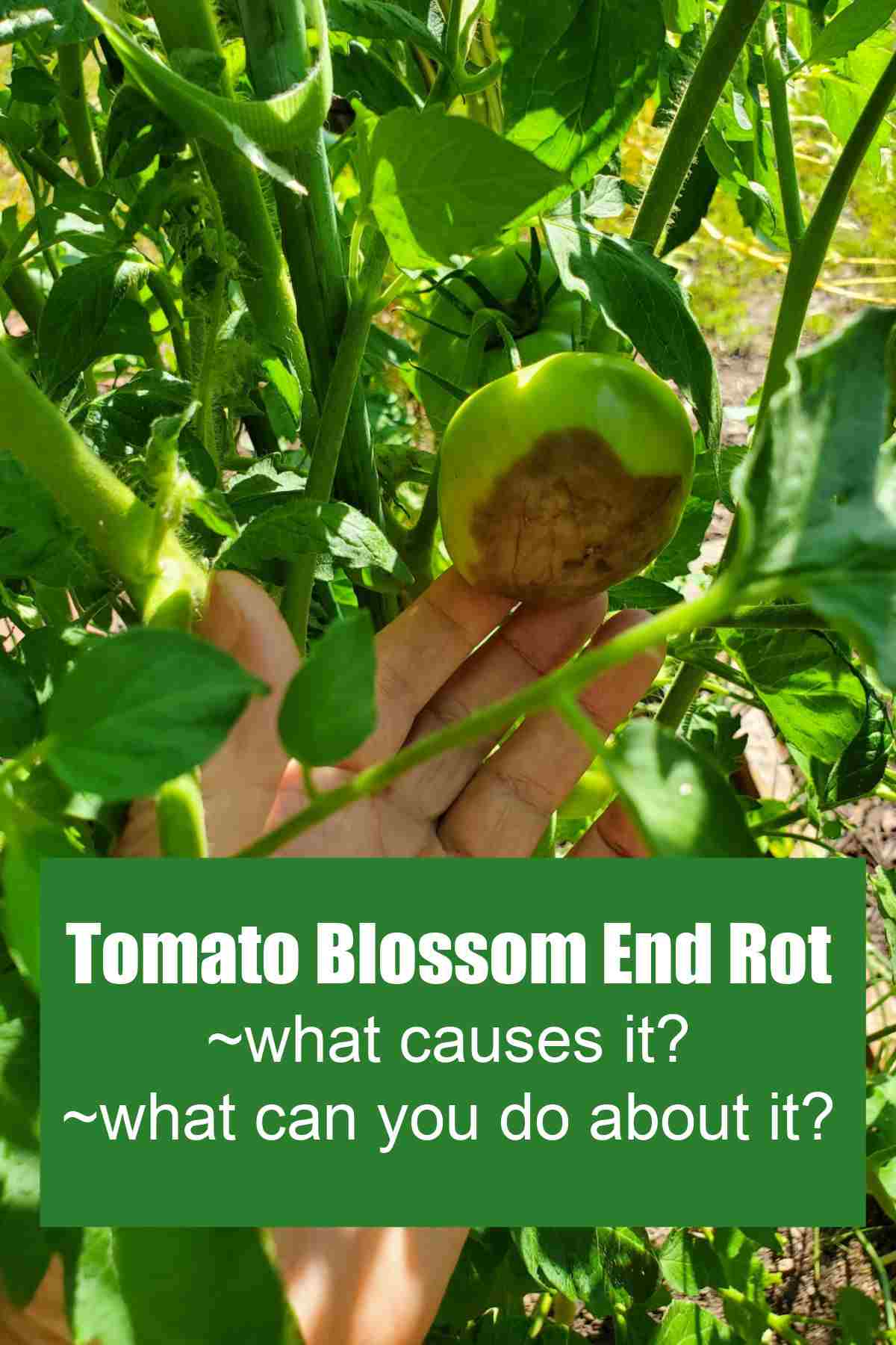 Rotten tomato with words Tomato Blossom End Rot - what causes it - what can you do about it?