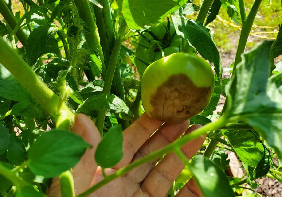 Hand holding a tomato with blossom end rot.