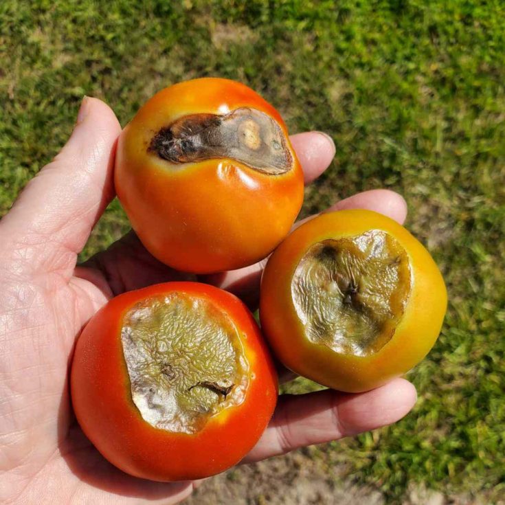 Hand holding three tomatoes brown on bottom.