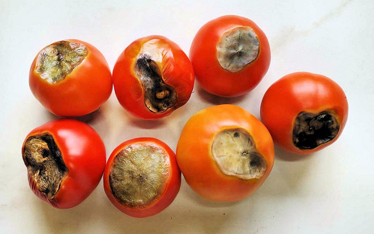 tomatoes on a white counter with blossom end rot.
