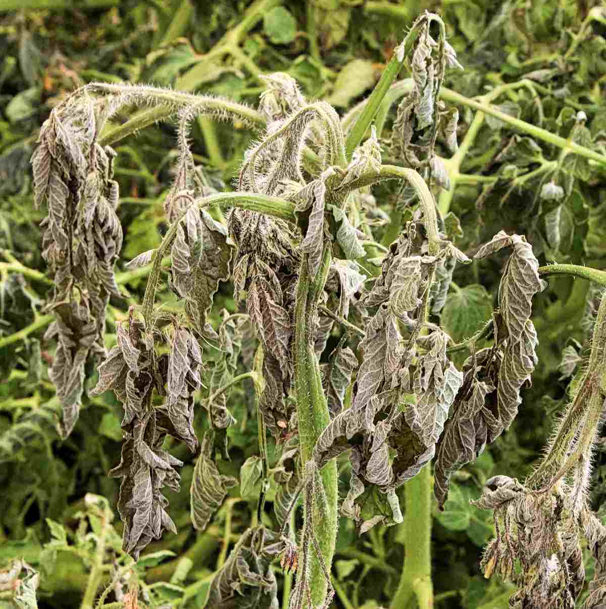 Yellowing leaves on tomato plants after frost damage.