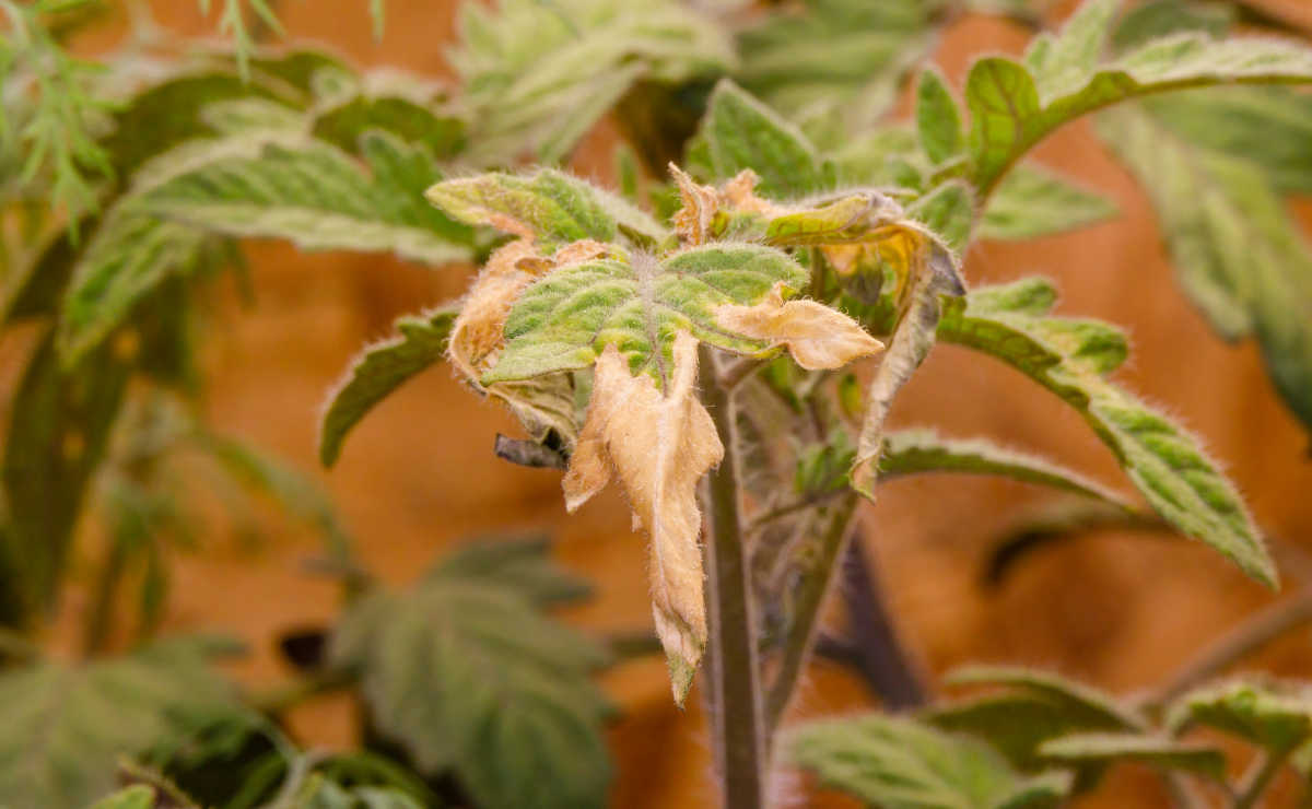 Tomato leaves turning yellow and brown because of a nutrition deficiency.