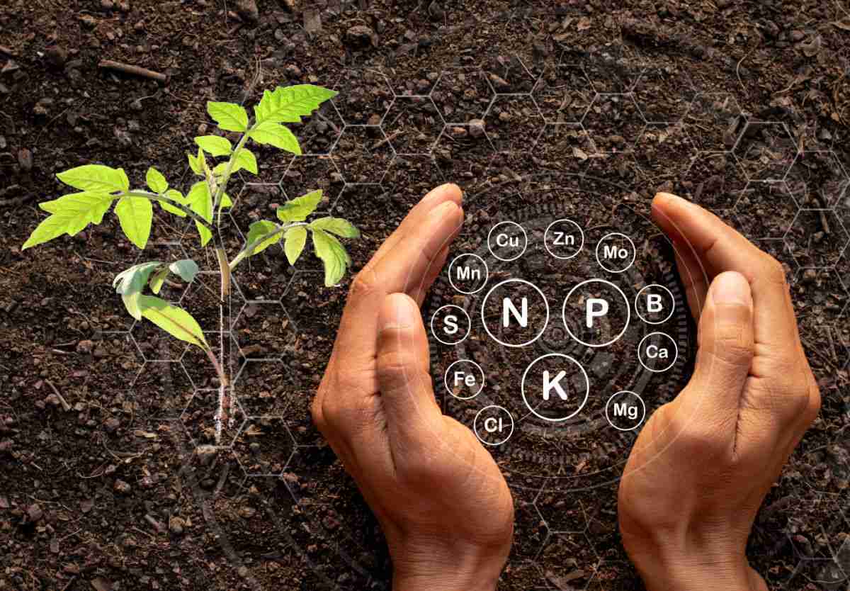 Hands holding soil with nutritional elements and tomato plant.