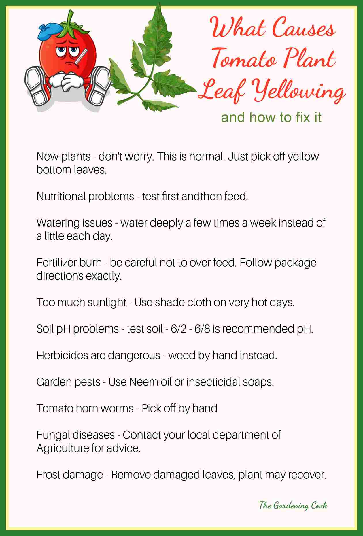 Graphic on pic background with sick tomato and yellow leaf and a list of causes and solutions for the problem.