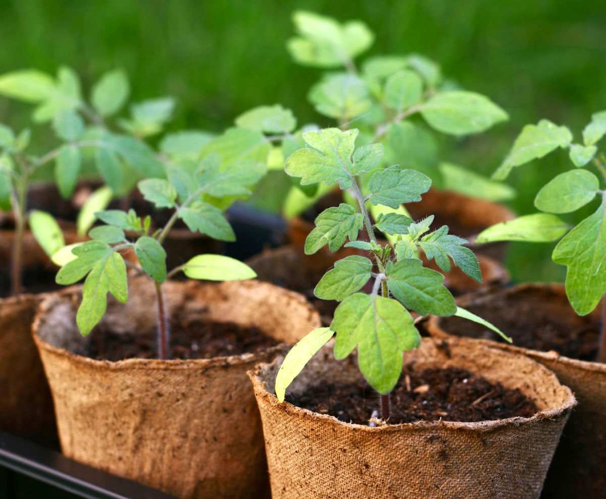 Yellow leaves on tomato plant seedlings.