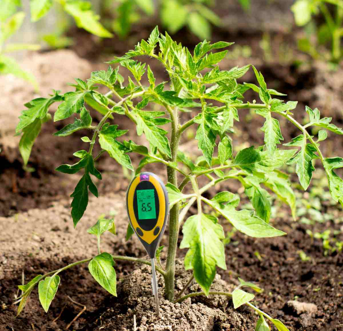 Soil pH meter near a tomato plant showing 6.5.
