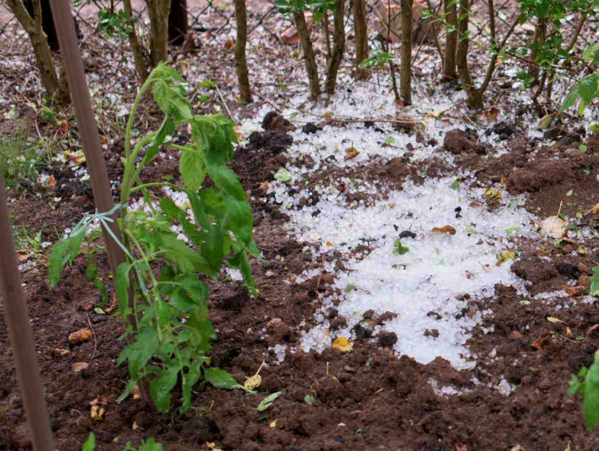 Hail near tomato plants.
