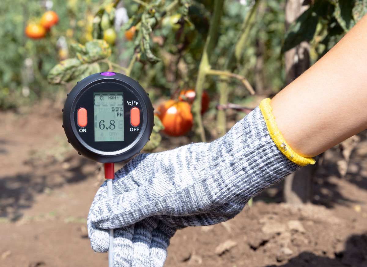 Hand holding soil pH meter near some tomato plants.